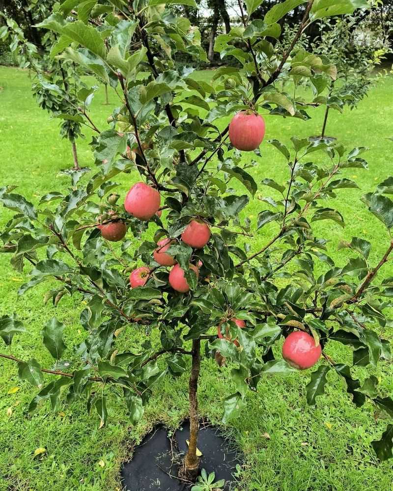 Dwarf Apple Tree