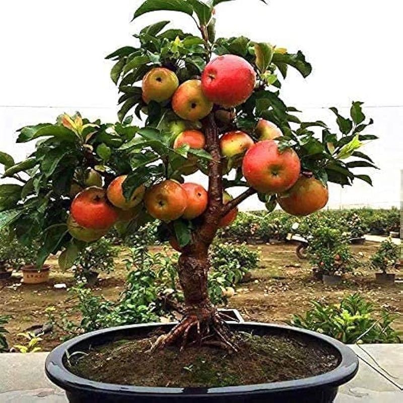 Dwarf Apple Tree