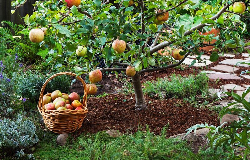 Dwarf Apricot Tree