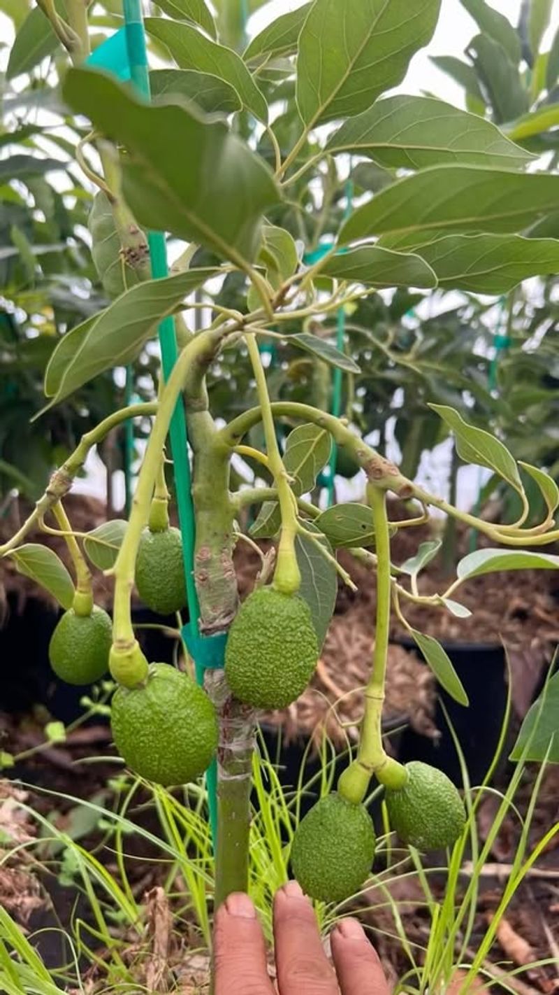 Dwarf Avocado Tree