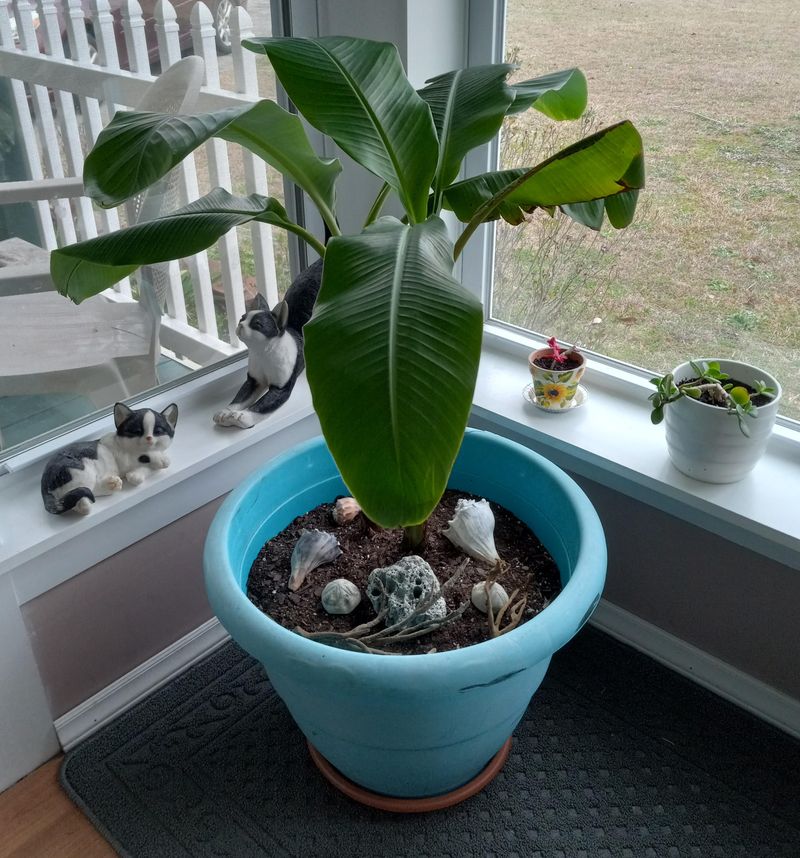 Dwarf Banana Tree