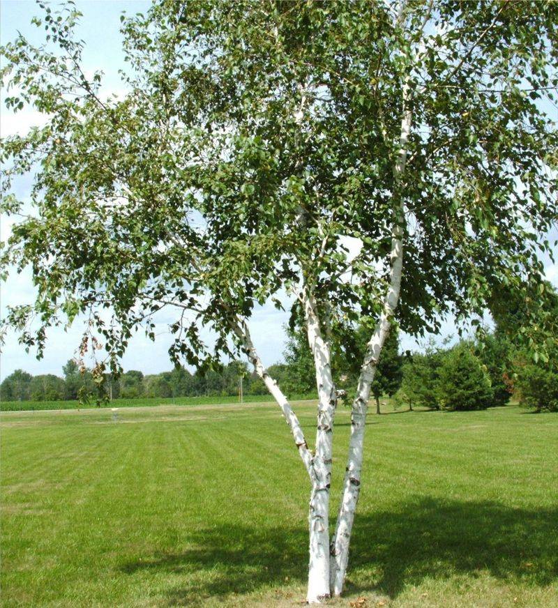 Dwarf Birch Tree