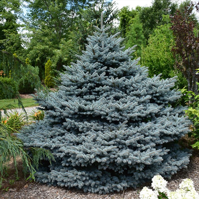 Dwarf Blue Spruce