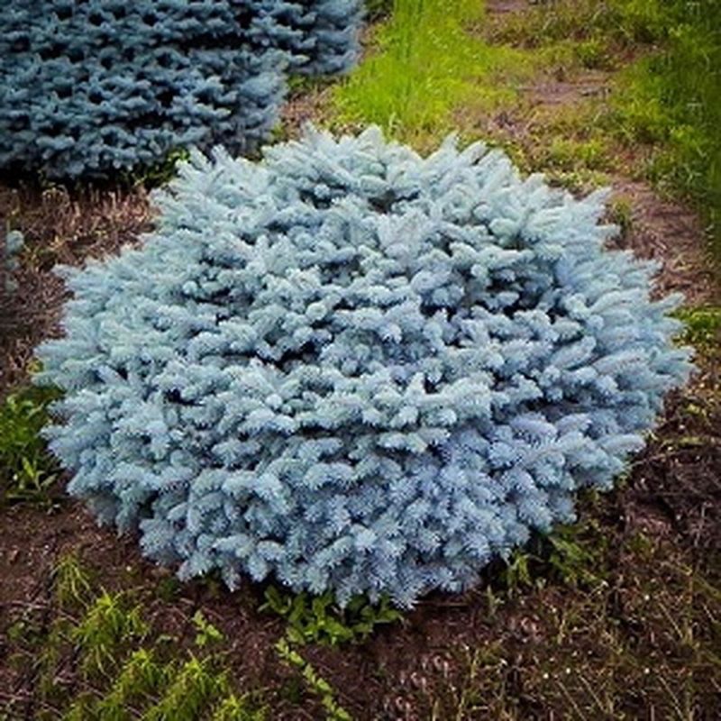 Dwarf Blue Spruce