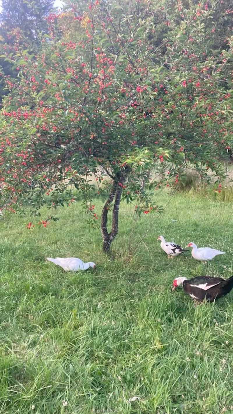 Dwarf Cherry Tree