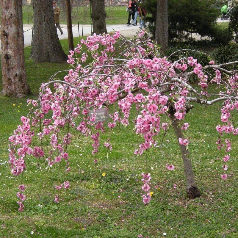 Dwarf Cherry Tree