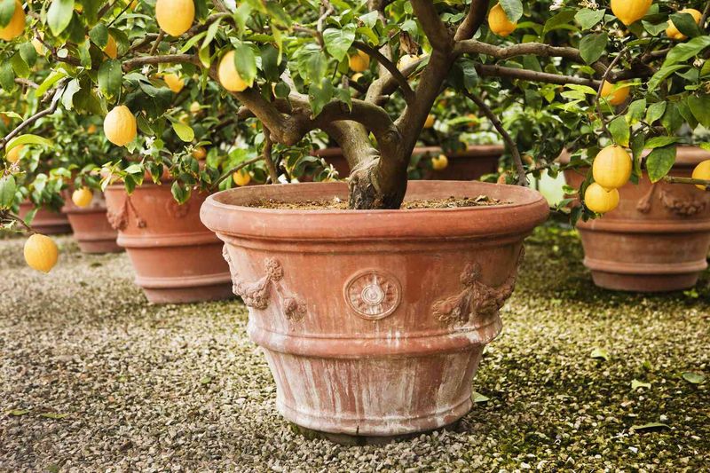 Dwarf Citrus Tree