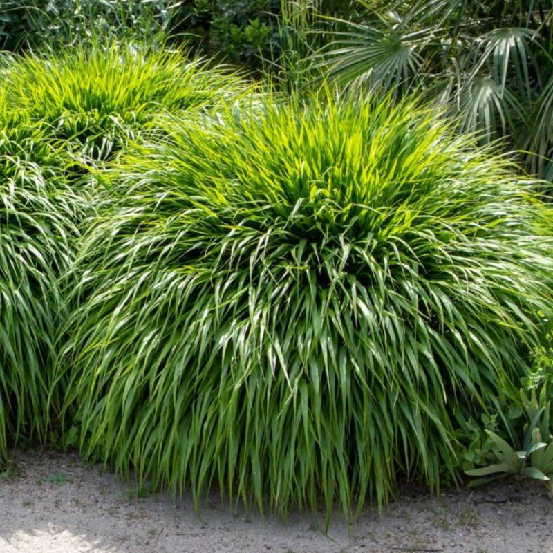 Japanese Forest Grass (Hakonechloa)