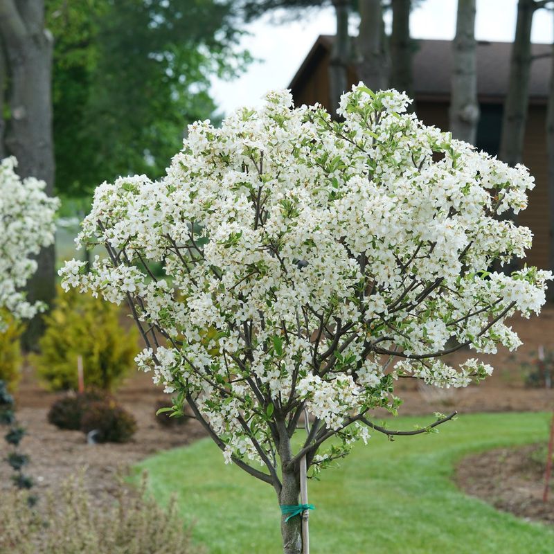 Dwarf Crabapple Tree