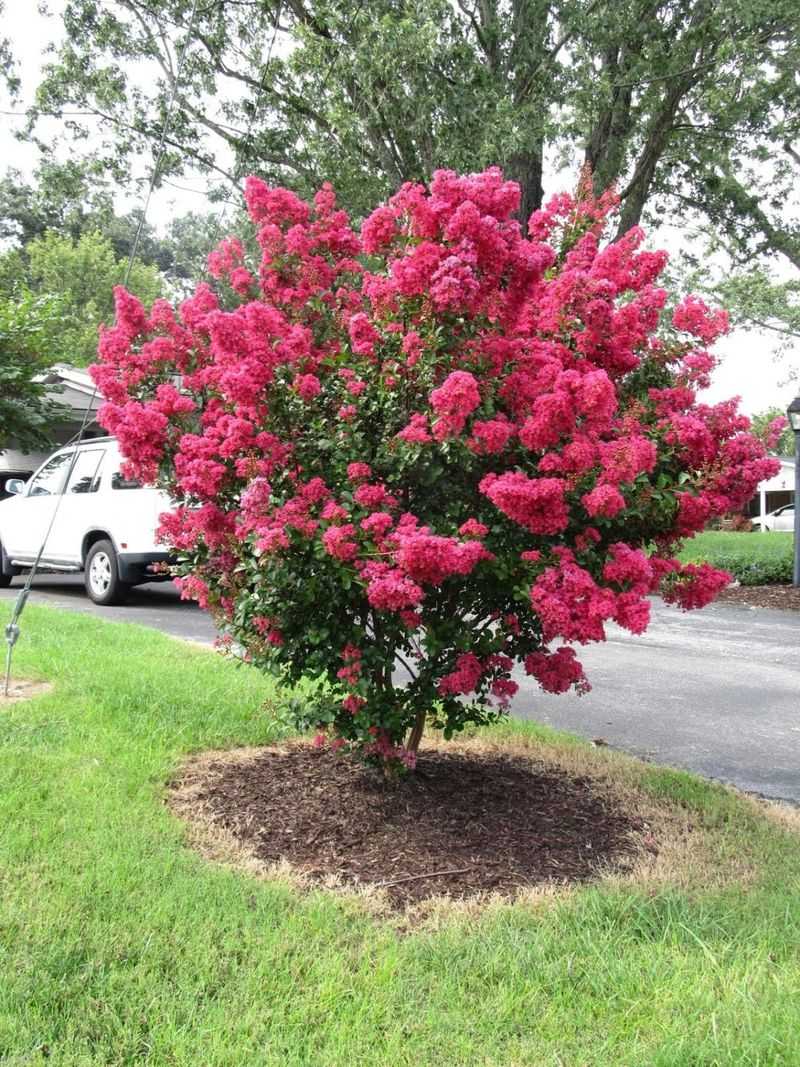 Dwarf Crape Myrtle