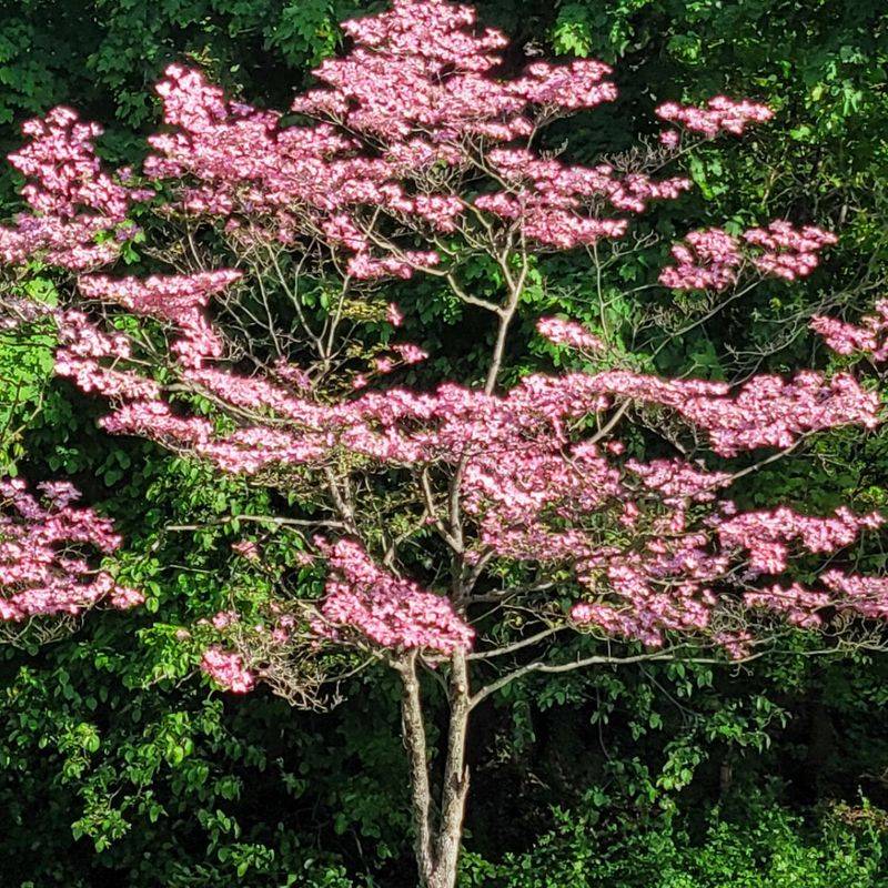 Dwarf Dogwood Tree