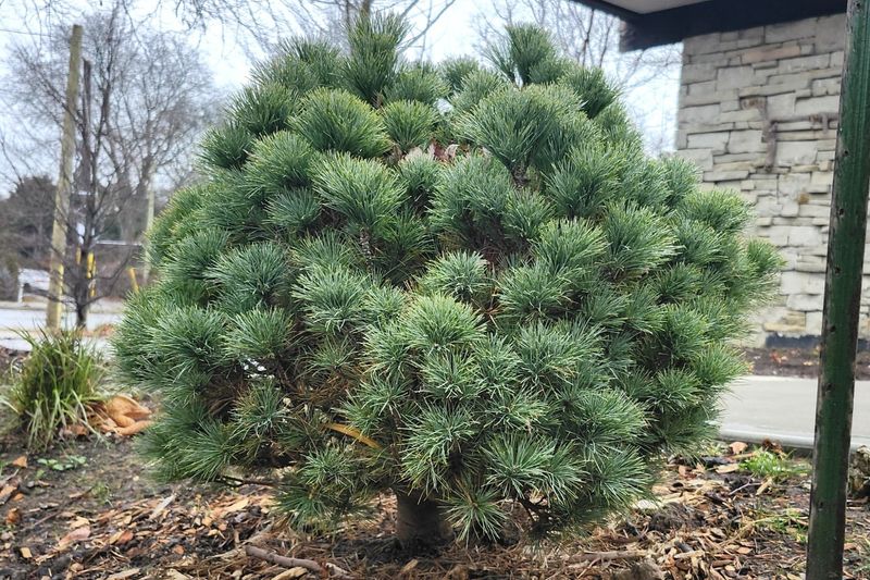 Dwarf Eastern White Pine