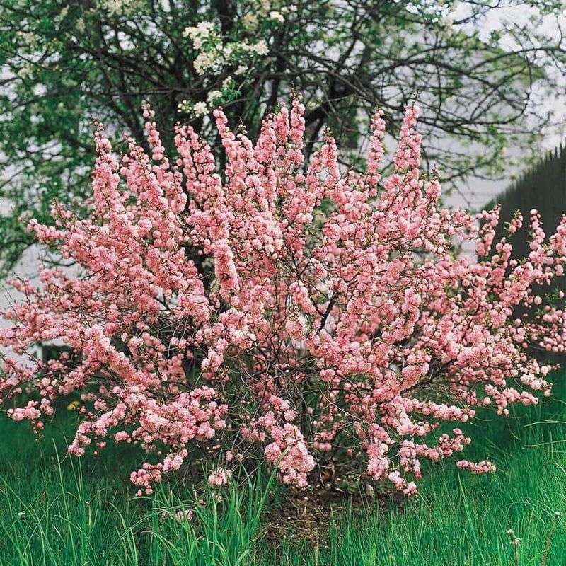 Dwarf Flowering Almond