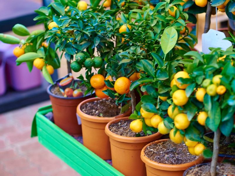 Dwarf Fruit Trees