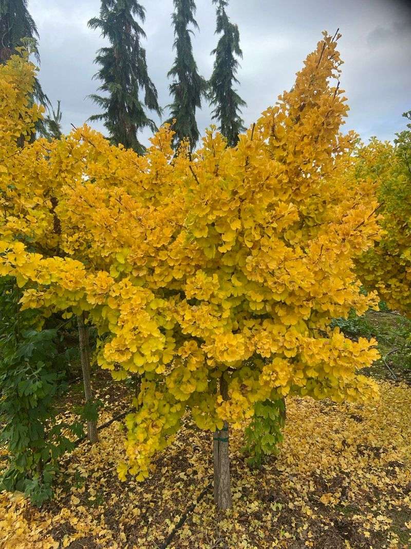 Dwarf Ginkgo Tree