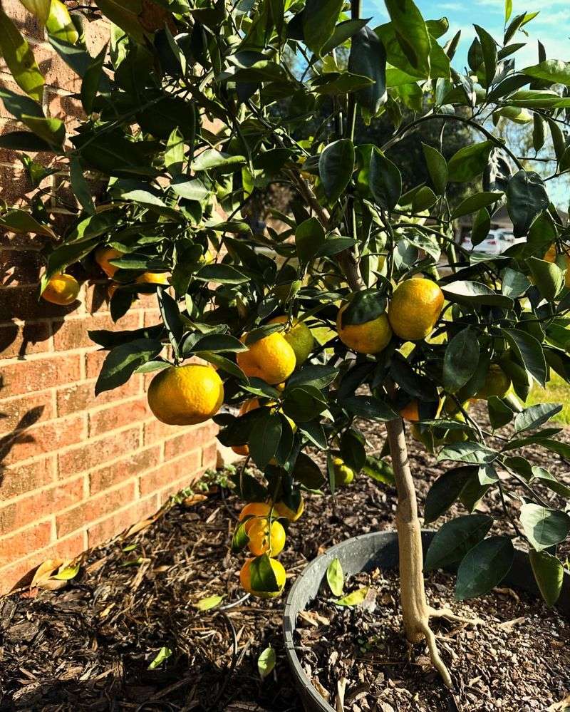 Dwarf Grapefruit Tree