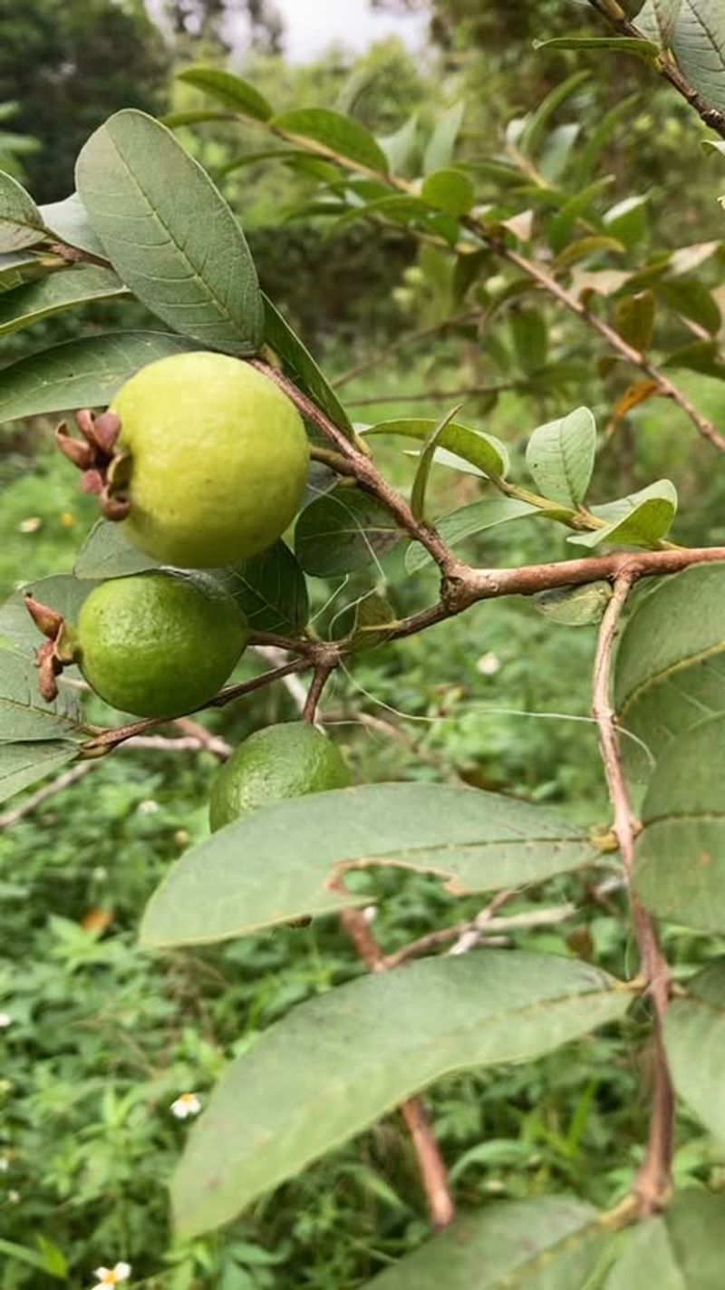 Dwarf Guava Tree