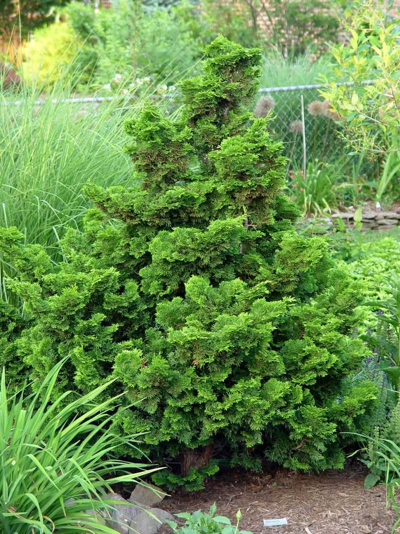 Dwarf Hinoki Cypress