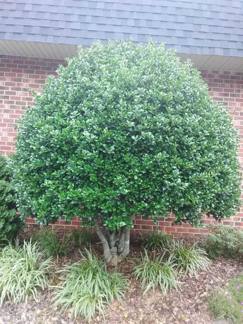 Dwarf Holly Tree