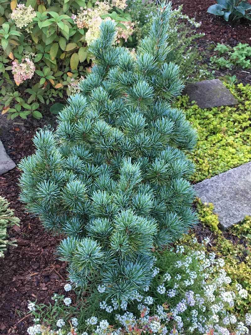 Dwarf Japanese White Pine