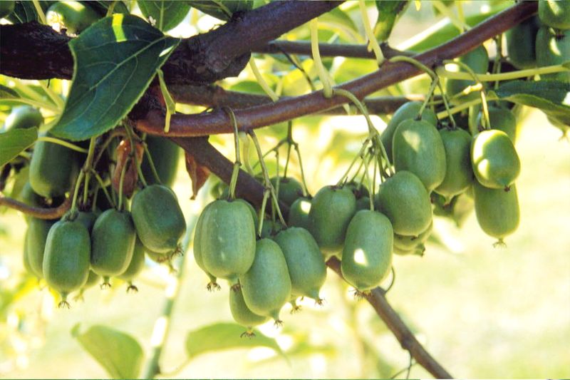 Dwarf Kiwi Vine