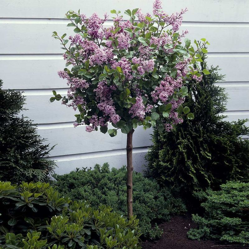 Dwarf Korean Lilac