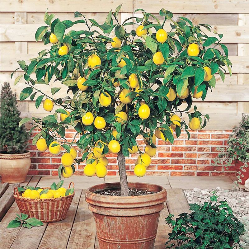 Dwarf Lemon Tree