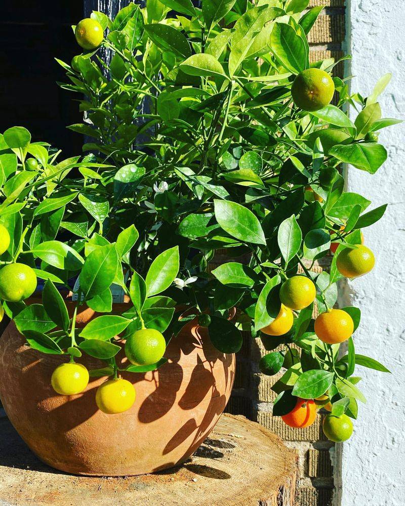 Dwarf Lime Tree