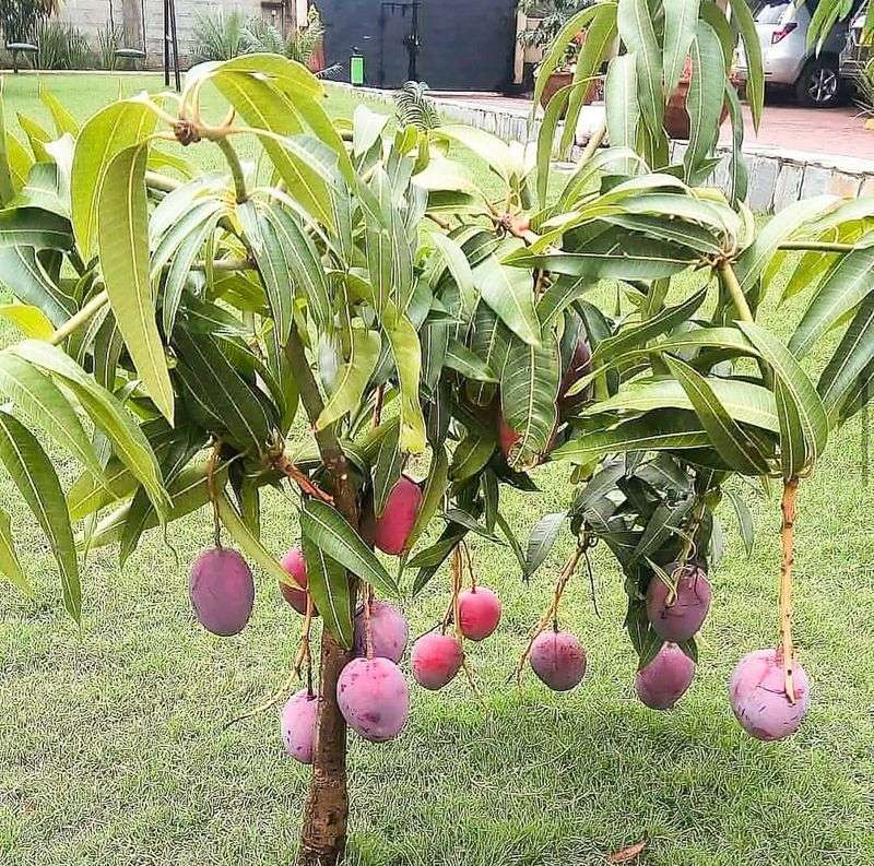 Dwarf Mango Tree