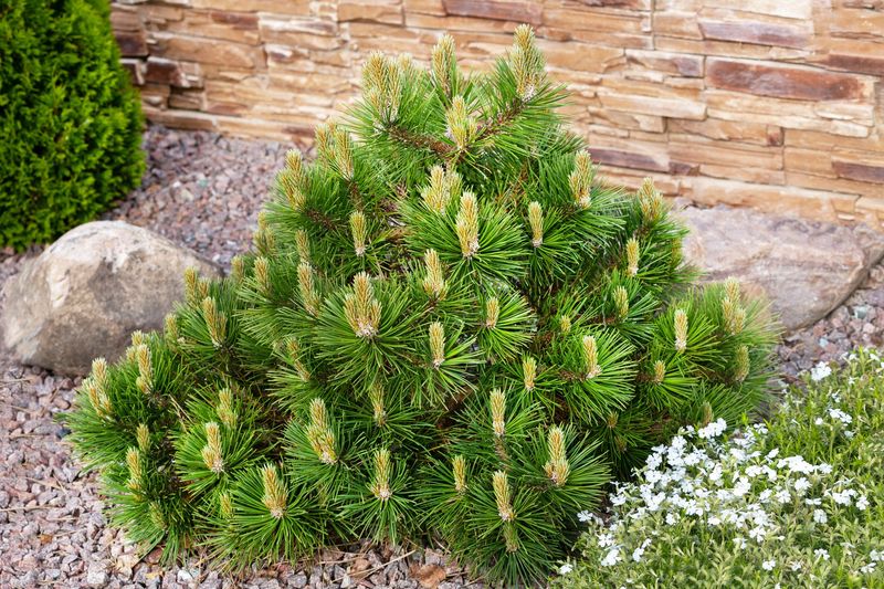 Dwarf Mountain Pine