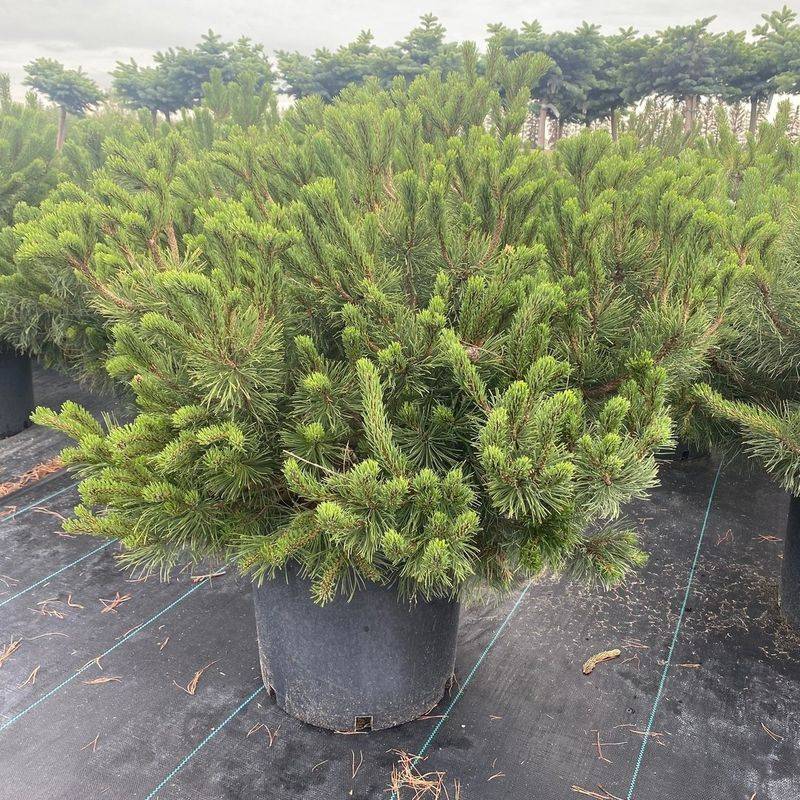 Dwarf Mugo Pine