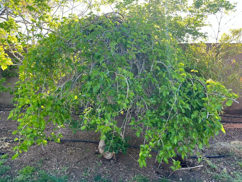 Dwarf Mulberry Tree