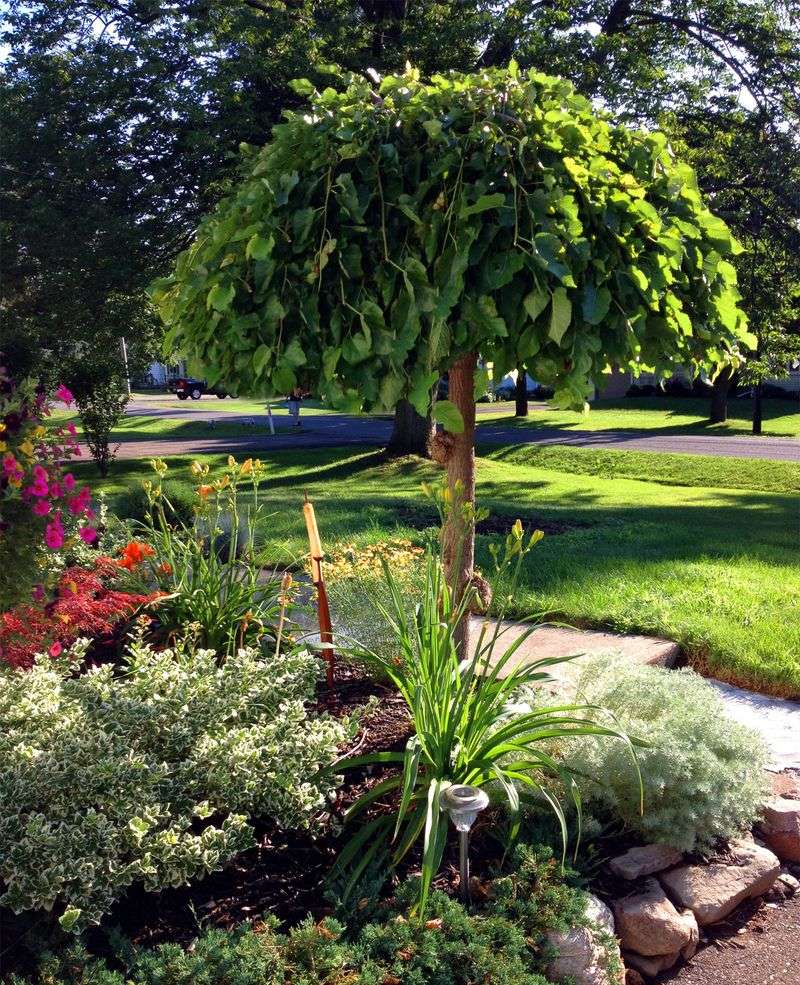 Dwarf Mulberry Tree