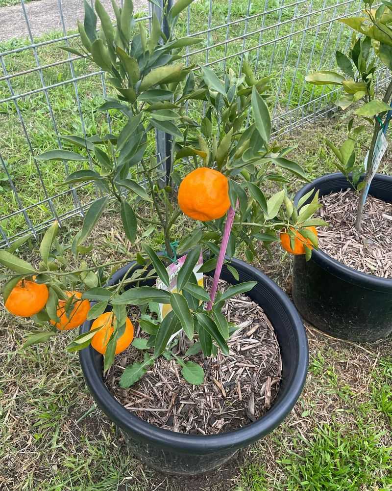 Dwarf Orange Tree