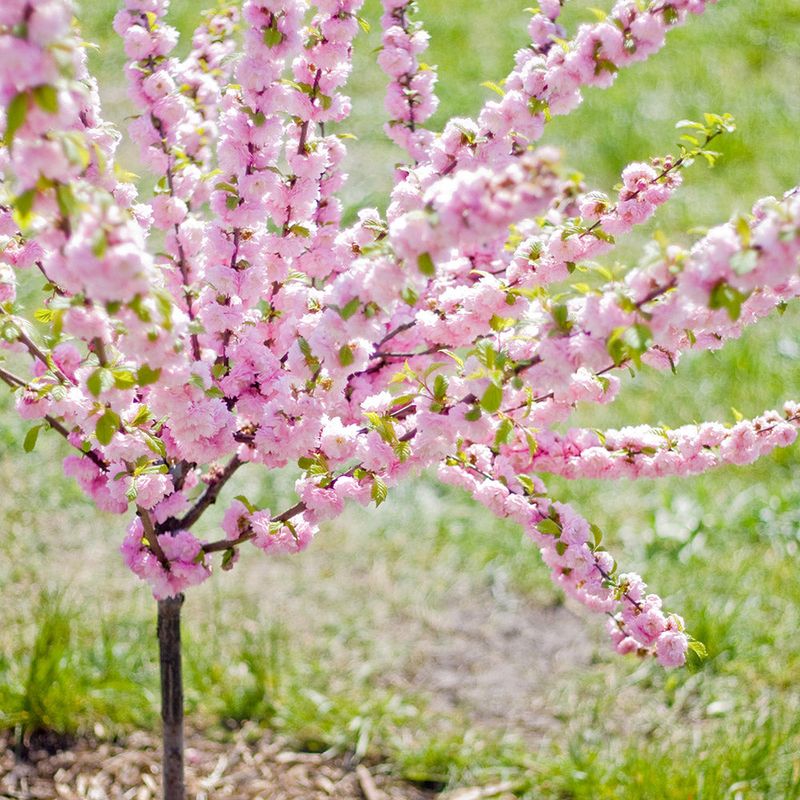 Dwarf Ornamental Cherry