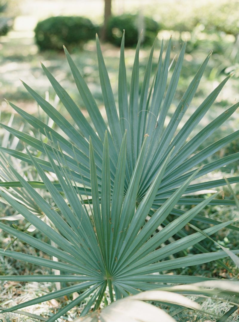 Dwarf Palmetto