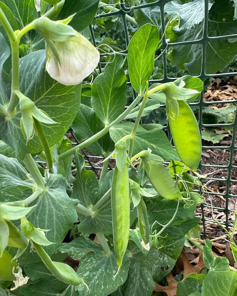 Dwarf Peas