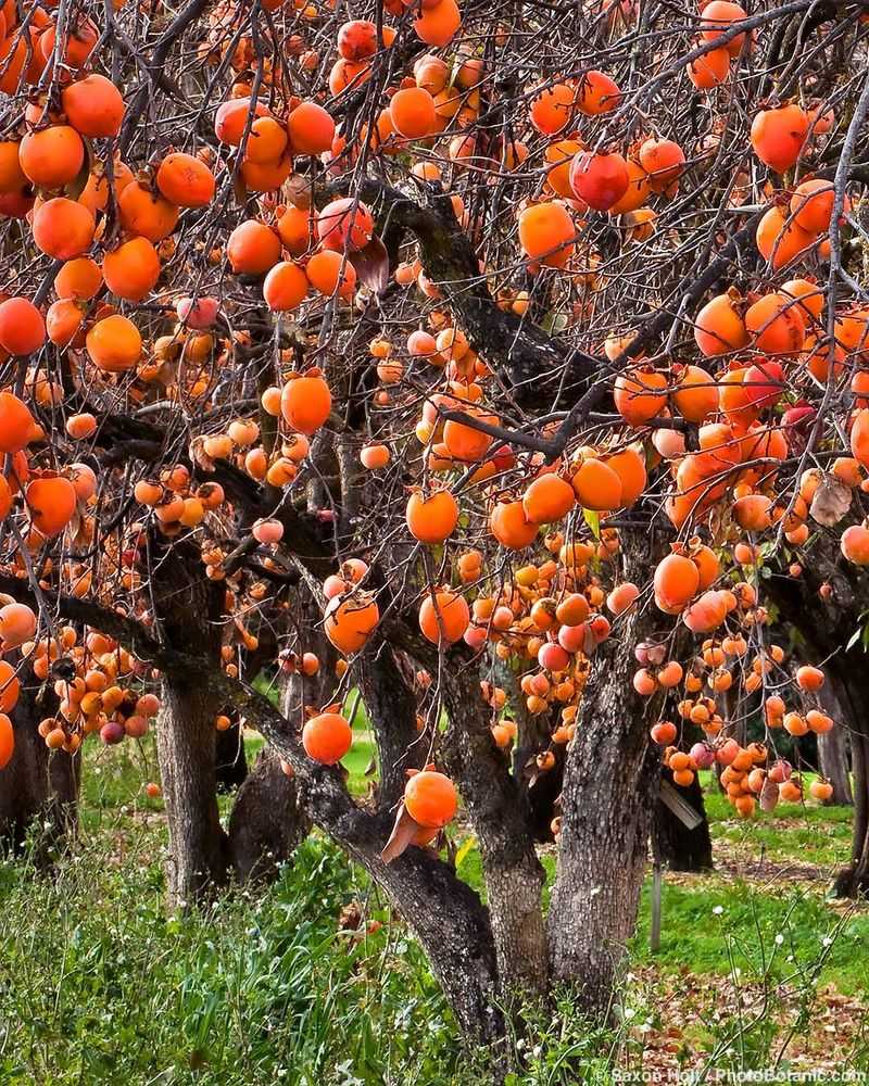 Dwarf Persimmon Tree