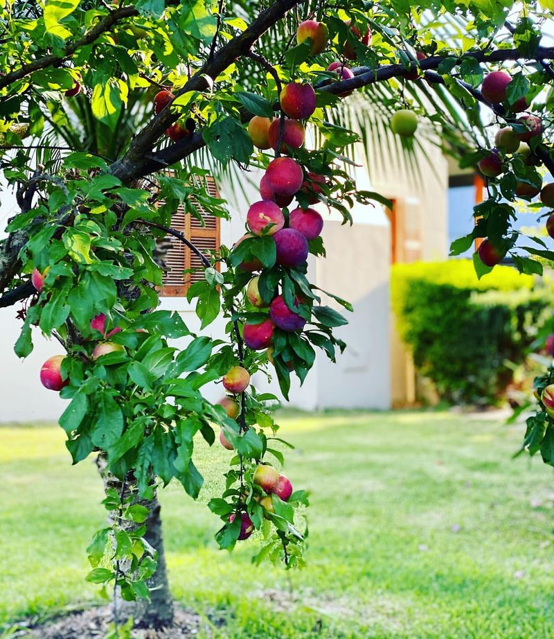 Dwarf Plum Tree