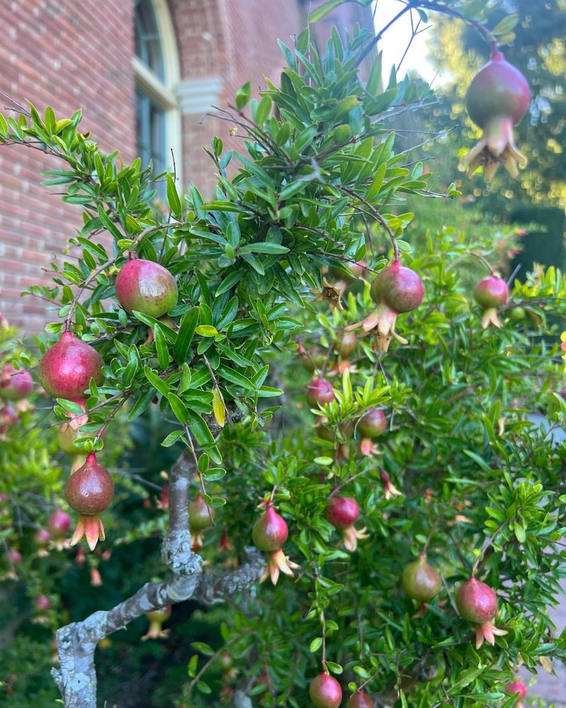 Dwarf Pomegranate Tree