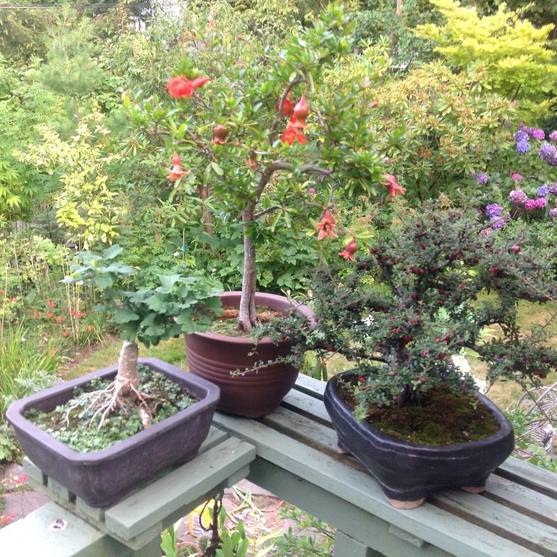 Dwarf Pomegranate Tree