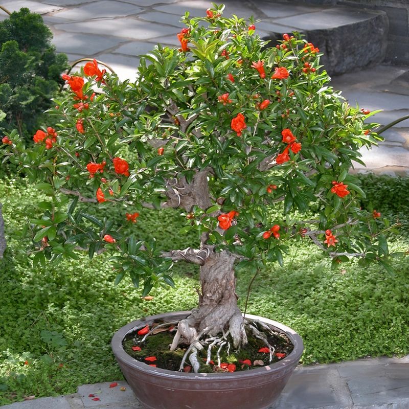 Dwarf Pomegranate Tree