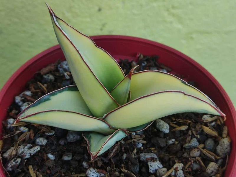 Dwarf Sansevieria