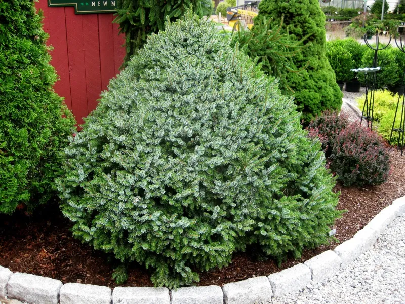 Dwarf Serbian Spruce