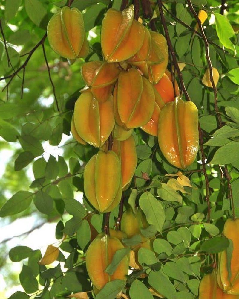 Dwarf Starfruit Tree