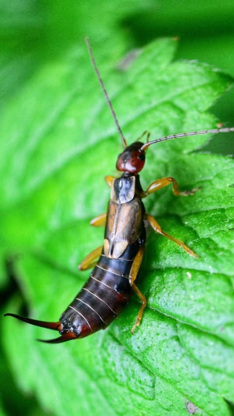 Earwigs