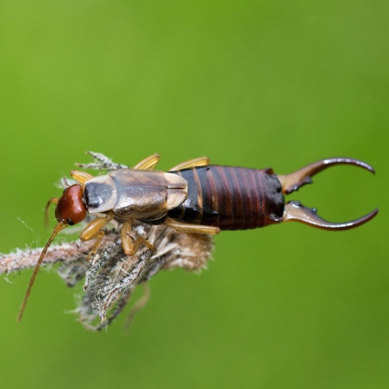 Earwigs