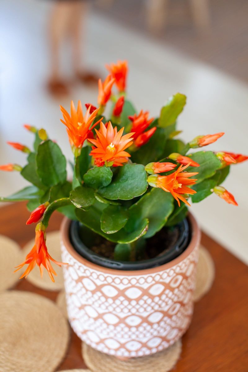 Easter Cactus