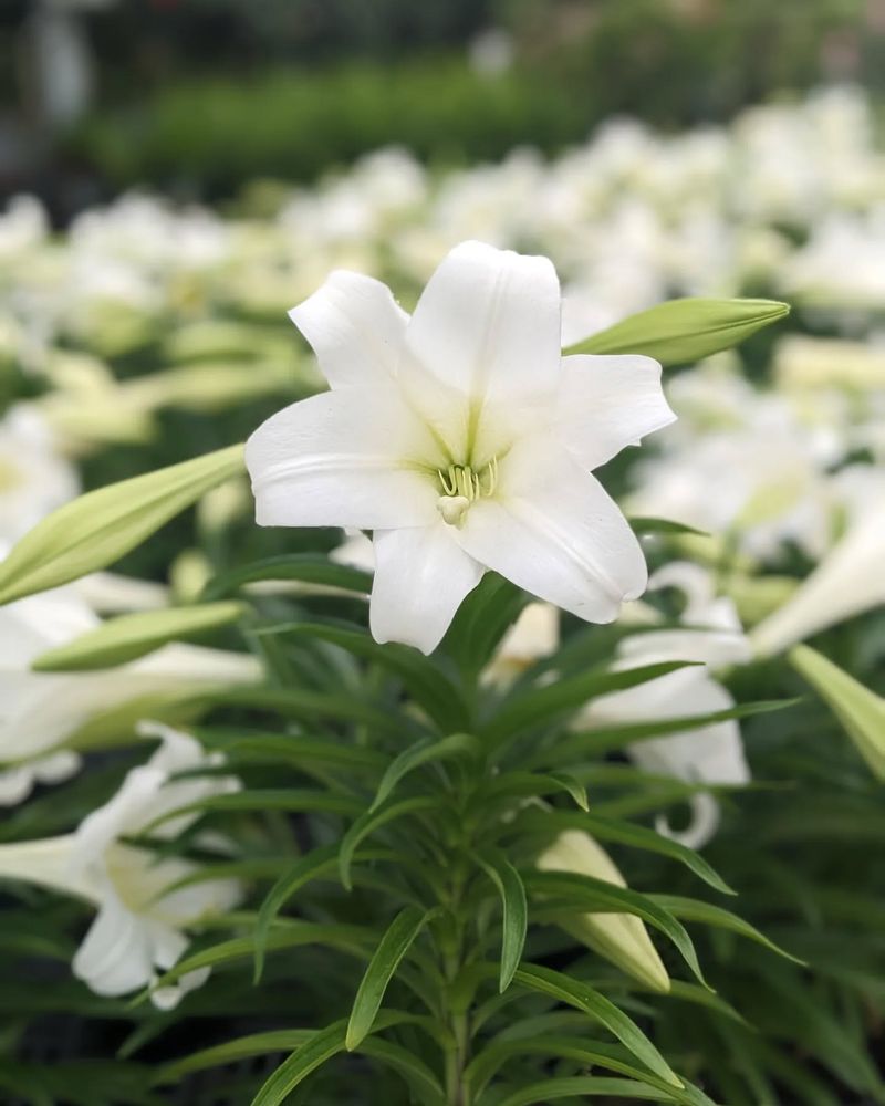 Easter Lily