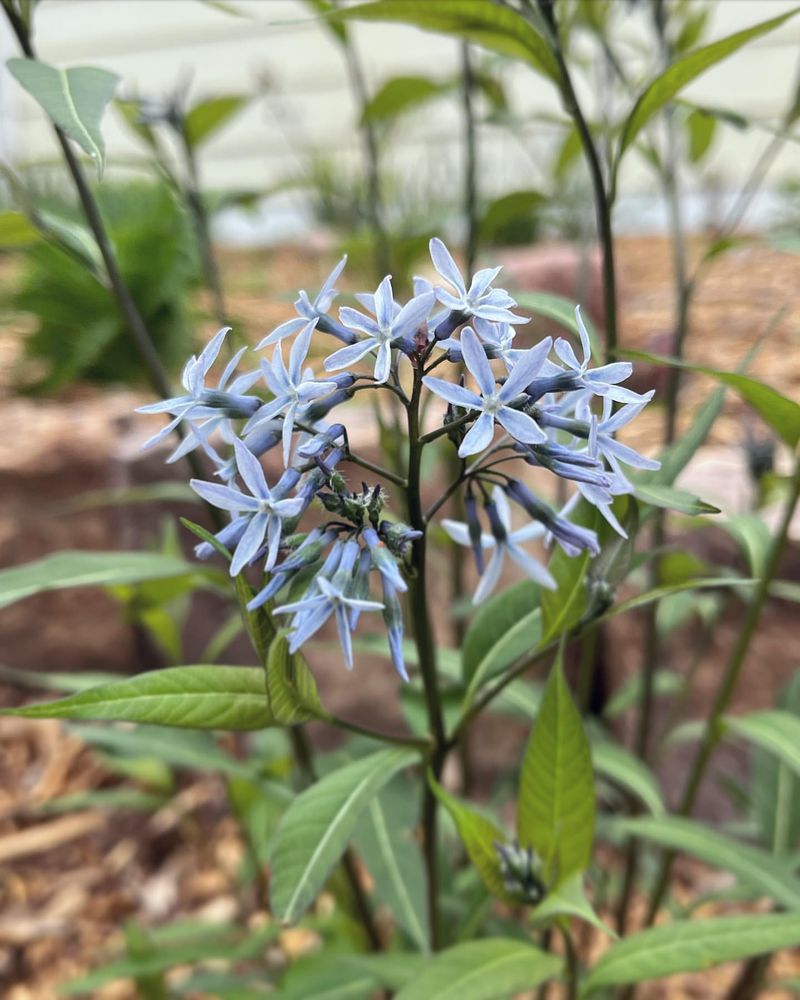 Eastern Blue Star